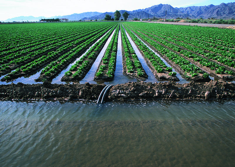 What it is called when crops get a controlled amount of water? 