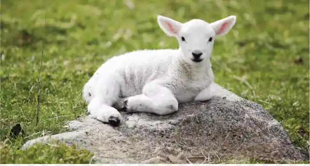 What is the proper name for a baby sheep?