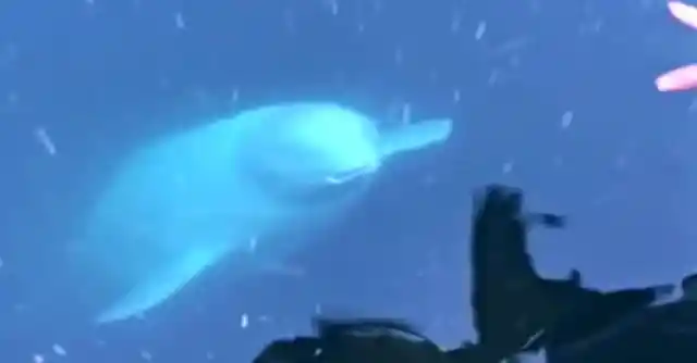 Woman Loses Phone At Sea, But It Gets Returned To Her By A Whale