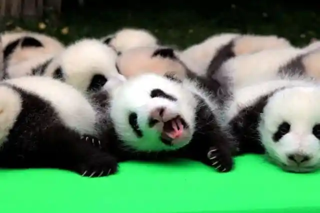Adorable Baby Panda Takes Tumble Off Stage During Its First World Reveal