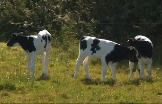 When This Momma Cow Went Into Labor, The Birth Was A One In 11 Million Event
