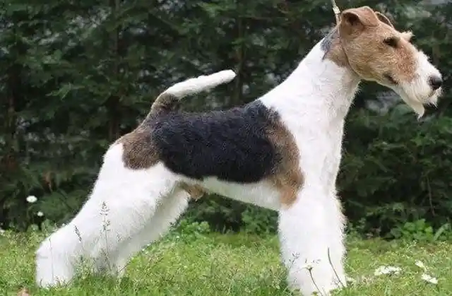 Shetland Sheepdog
