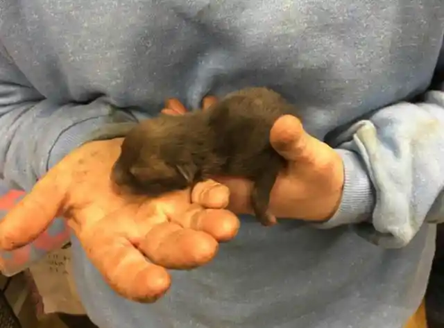 Man Rescues Abandoned Five Small Puppies, Turns Out Their Mom Is Not A Dog