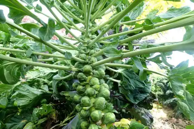 What is the vegetable that is growing in this photo?