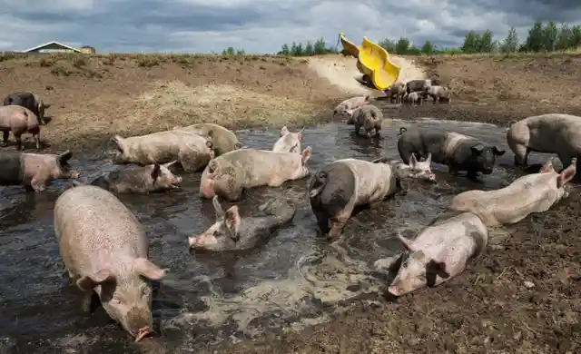 Why do pigs sit and dig in the mud?