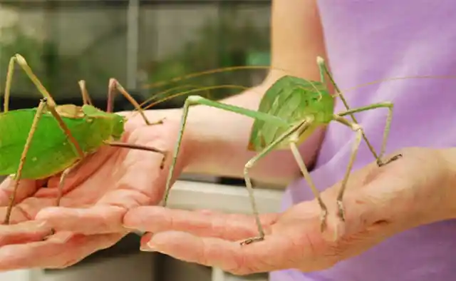 14. Giant Stick Insect