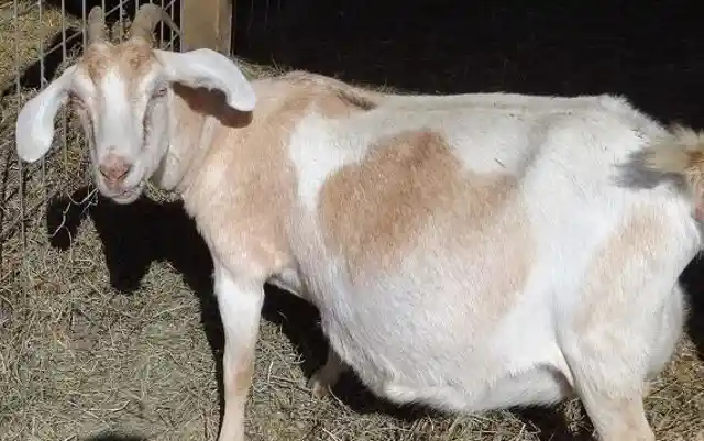 How long is a goat pregnant for?