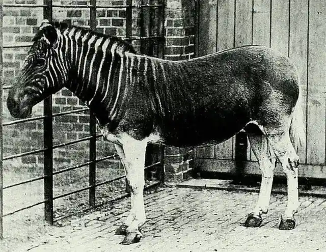 4. You won’t see this at the zoo anymore: The only known photo of a living Quagga at the London Zoo (1870)
