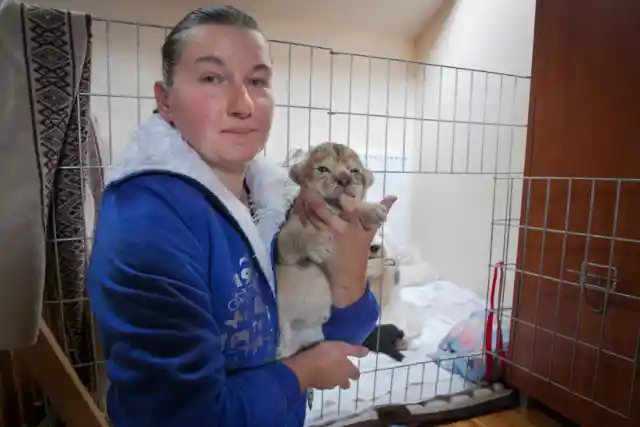 Abandoned Lion Cub Finds Love In The Most Unexpected Place
