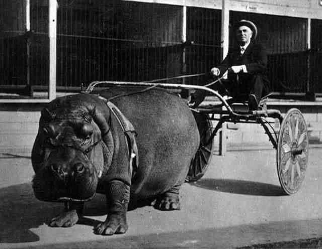 47. Man and his hippo-drawn carriage, 1924.