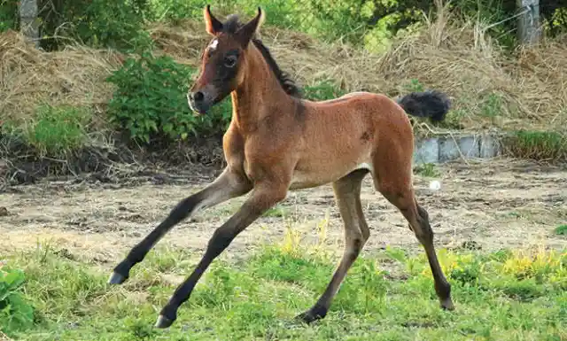 What is the name for a horse under the age of one for either gender?