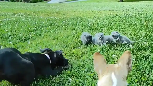 Tiny Chihuahua Thinks He's The King Of The Hill