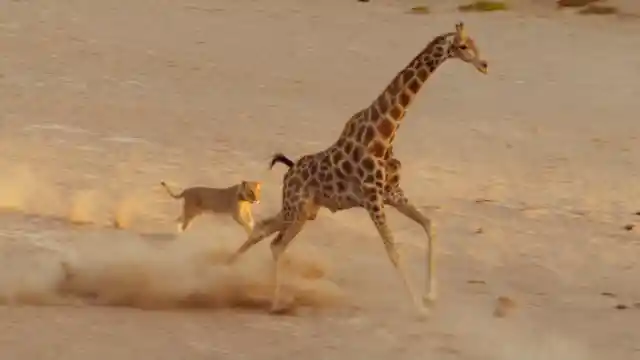 Giraffes Are Faster Than Lions
