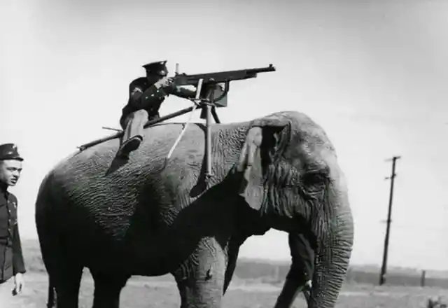 33. American corporal aims a Colt M1895 on top of an elephant during WW1, 1914.