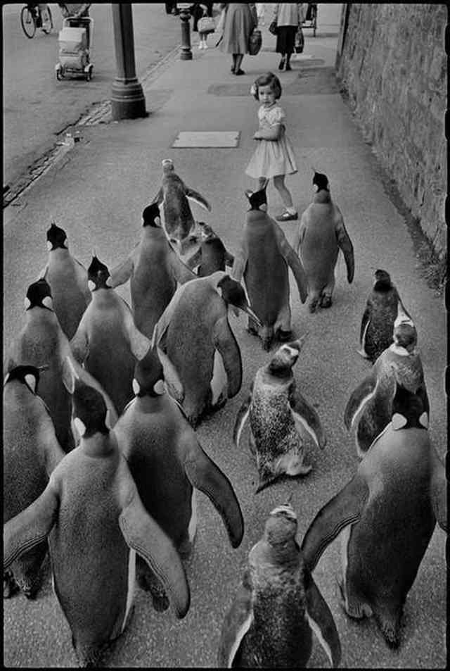 Little girl walking with penguins, Edinburgh, Scotland, 1950