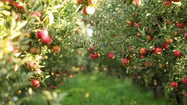 True or false: Nearly all apples need humans in order to be harvested.