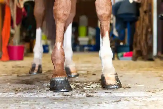 True or false: It is vital not to trim a horse’s hooves too short.
