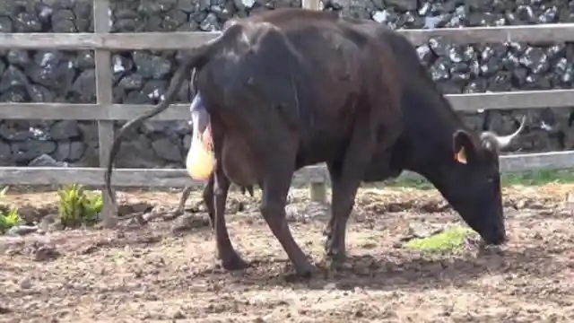 When This Momma Cow Went Into Labor, The Birth Was A One In 11 Million Event