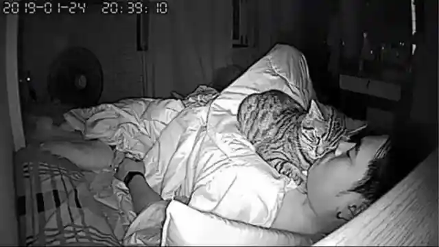 This Cat Wouldn't Stop Staring At Dad All Night. Owner Checks The Night Cam To See Why