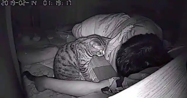 This Cat Wouldn't Stop Staring At Dad All Night. Owner Checks The Night Cam To See Why