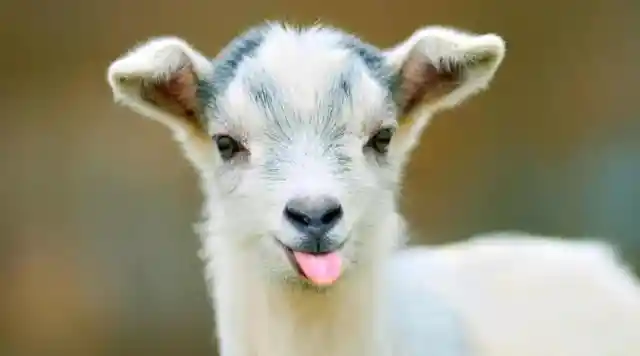 What do you call a baby goat? 