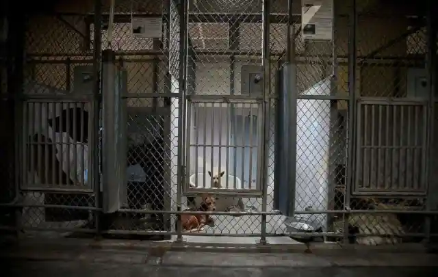 Unwanted Chihuahua Stuck At Shelter, But Pit Bull Refuses To Leave Him There