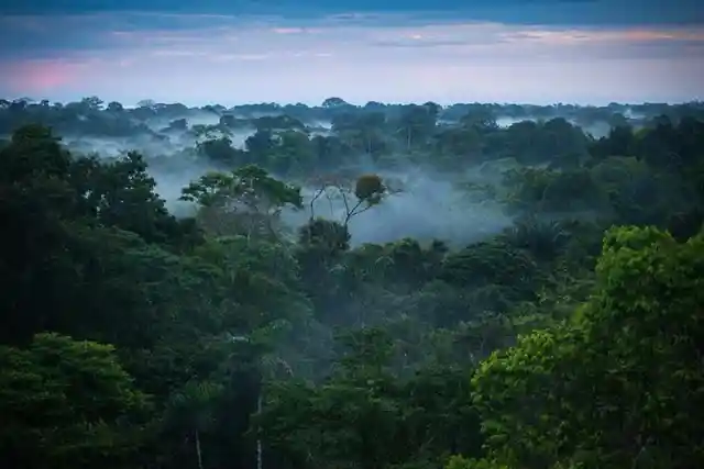 The Amazon Forest Is Weirder Than We Thought