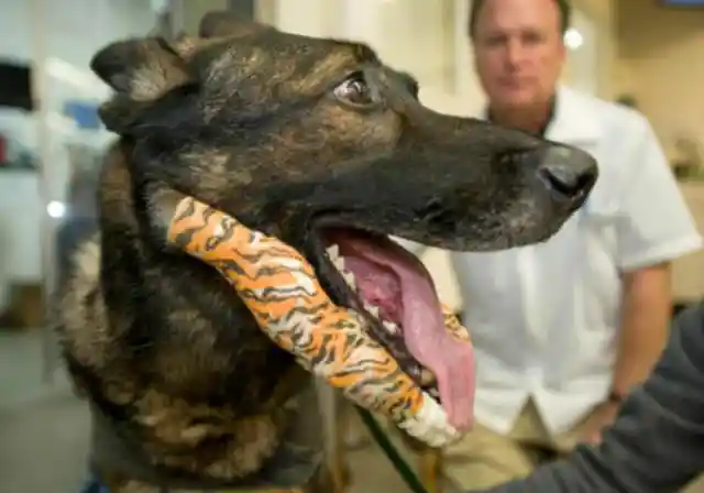 What This Cop Did After His Canine Partner Was Gunned Down Might Have Saved His Life