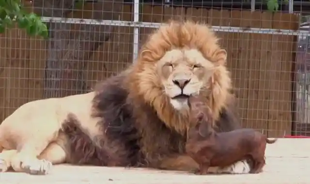 Massive Lion Named "Bonecrusher" Befriends A Small But Brave Pet