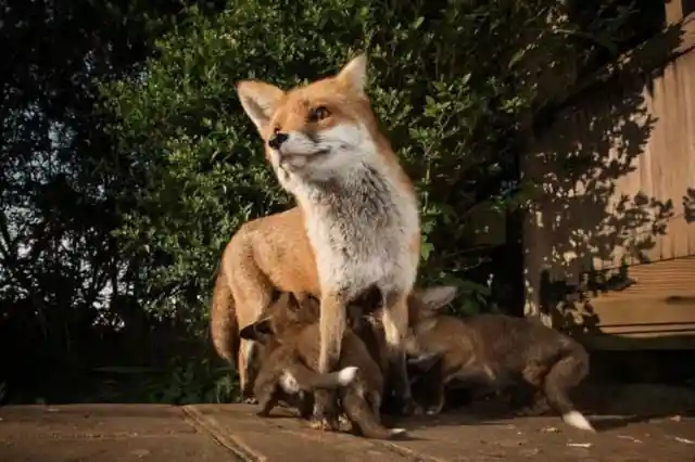 Red Fox and Her Cubs - Bristol, UK