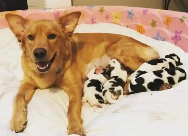 Proud Mama Dog Confused When She Gives Birth to Four Baby Cows