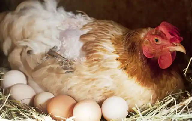 Around how many eggs does a chicken lay every year?