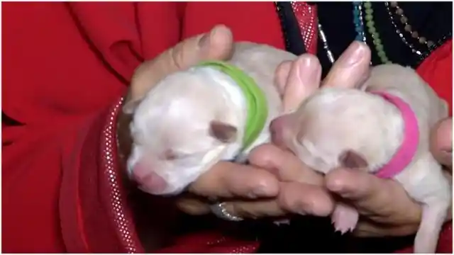 After This Chihuahua Gave Birth To Ten Puppies, Her Foster Mom Realized Something Didn’t Make Sense