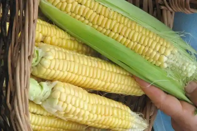 What is the biggest use for corn in the US?