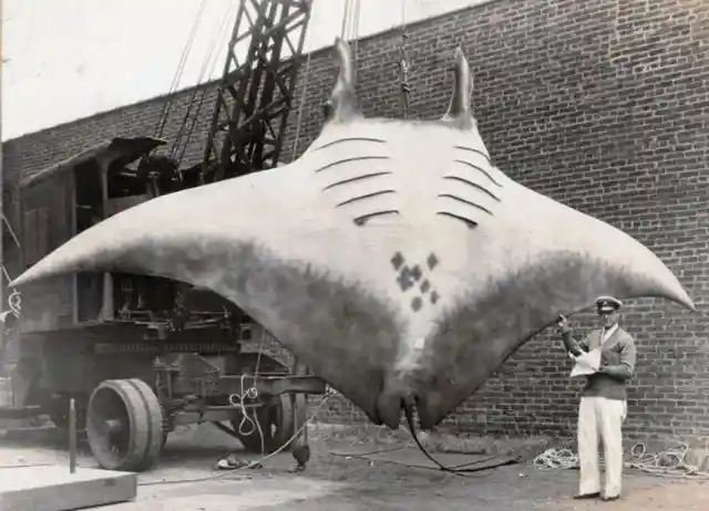 20. The Great Manta weighed over 5,000 pounds and was caught in Brielle, NJ, 1933.