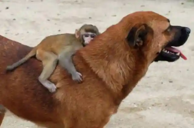 Wonderful Animals Who Adopted Babies Of Different Species