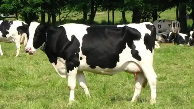 What breed of cow is this one?