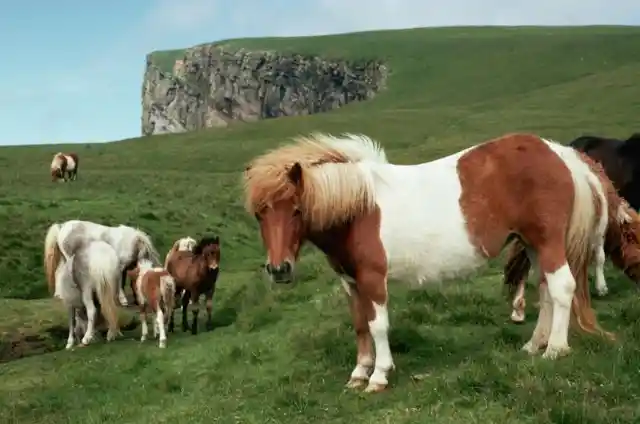 How much weight can Shetland ponies carry?