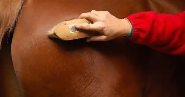 What would you call this horse grooming tool?