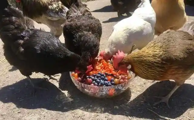 Can chickens taste sweet flavors?