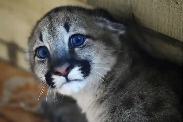 Couple Adopts Sickly Puma Cub, One Year Later He’s A Wonderful Gentleman