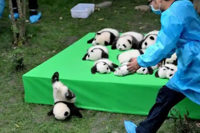 Adorable Baby Panda Takes Tumble Off Stage During Its First World Reveal