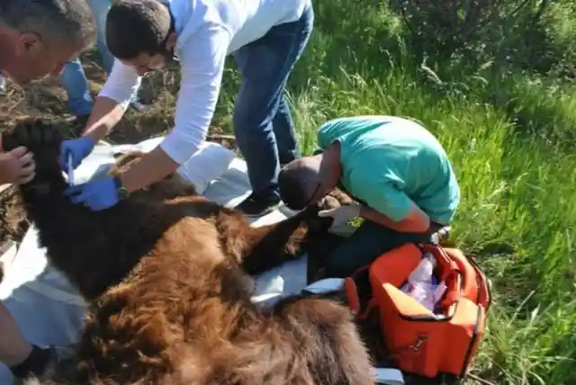 This Bear Was Going To Die After Being Caught In a Trap. Then It Saw What Was Approaching…