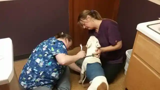 Woman Adopts Dog And Has To Immediately Call the Cops