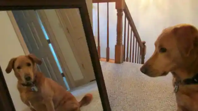 This Adorable Reason Why Dogs Follow You Into The Bathroom And Other Behavior You Aren't Picking Up On