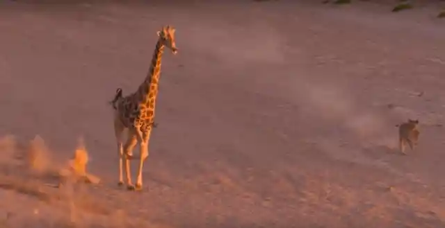 The Giraffe Is Headed Straight For A Trap