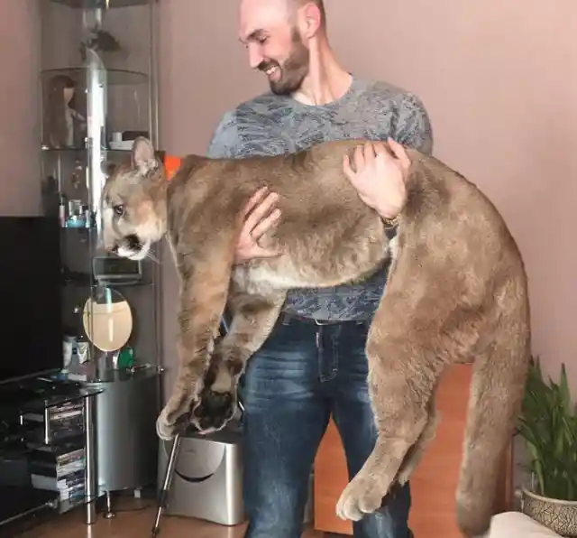Couple Adopts Sickly Puma Cub, One Year Later He’s A Wonderful Gentleman