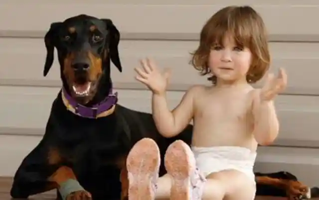 It Was A Normal Day And The Doberman Was Playing With The Toddler