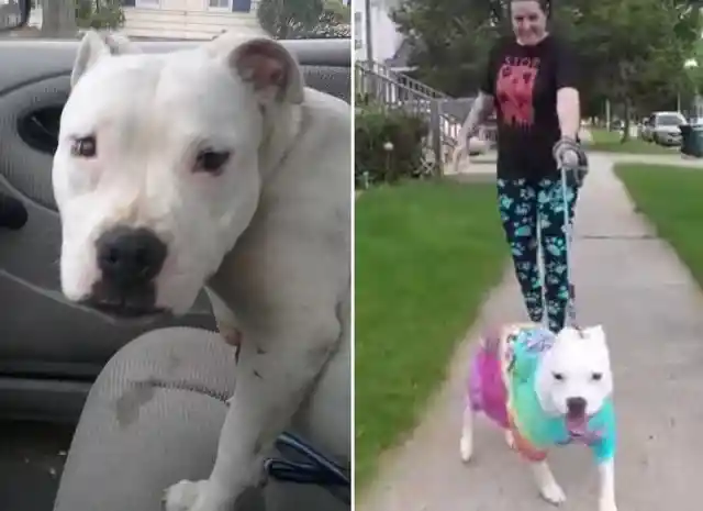 Woman Adopts Dog And Has To Immediately Call the Cops