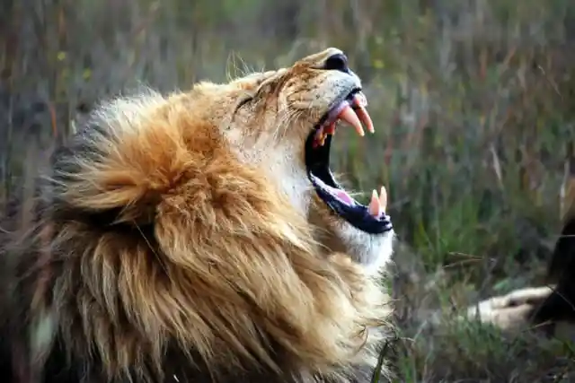 Poacher Disembodied by Lions He Was Hunting, Poetic Justice Was Served